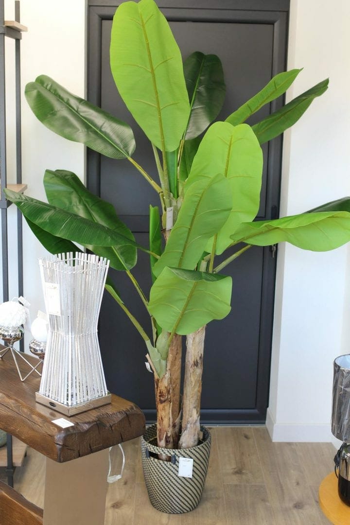 plante plume