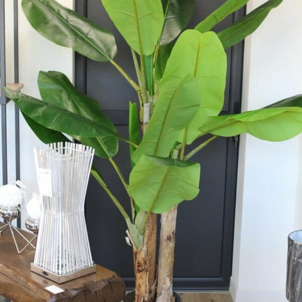 plante plume
