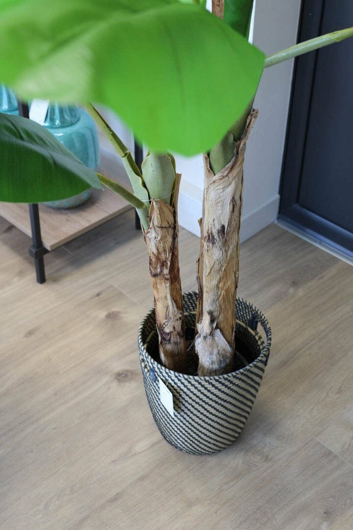 plante plume