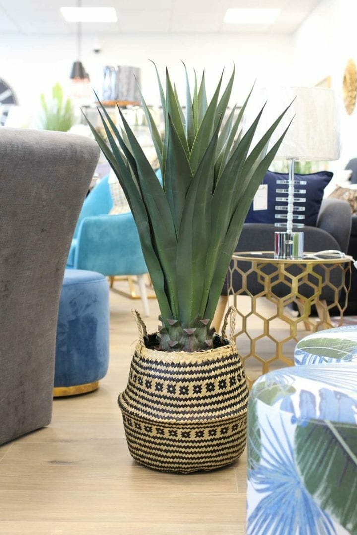 plante plume