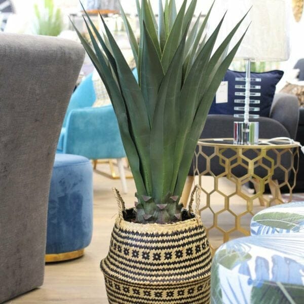 plante plume