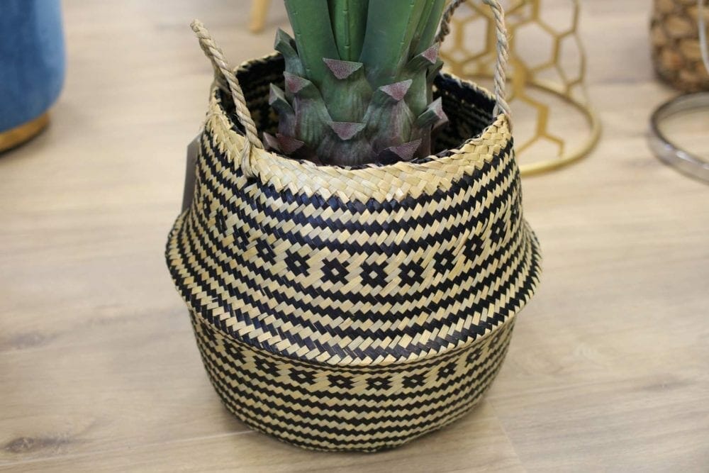plante plume