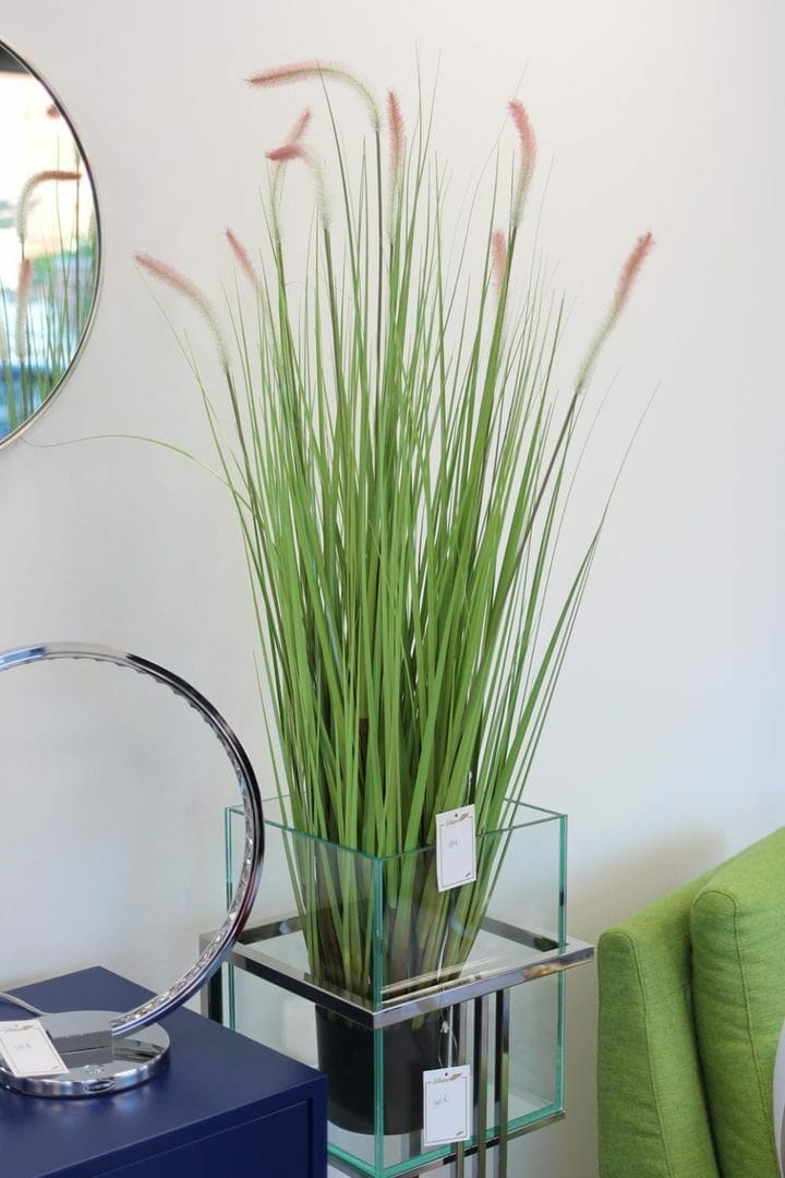 plante plume