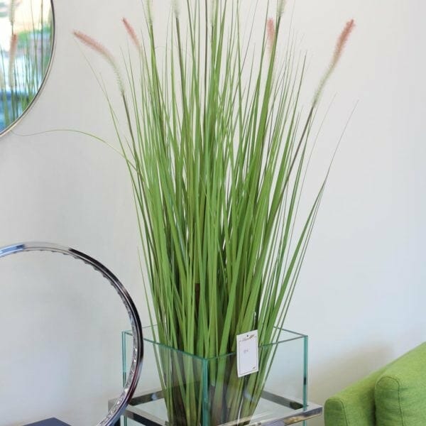 plante plume