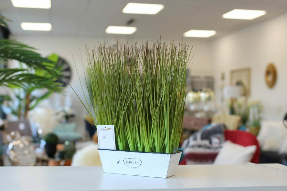 plante plume
