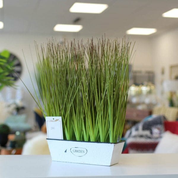 plante plume