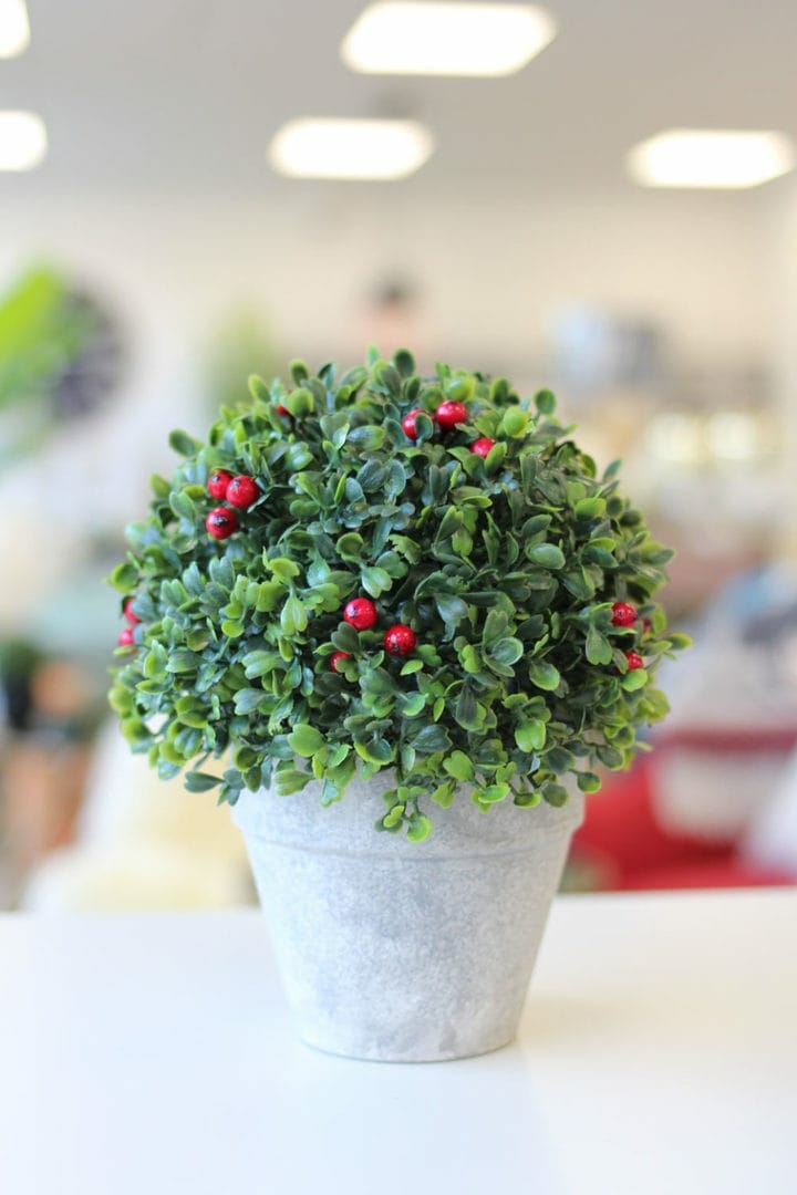 plante plume