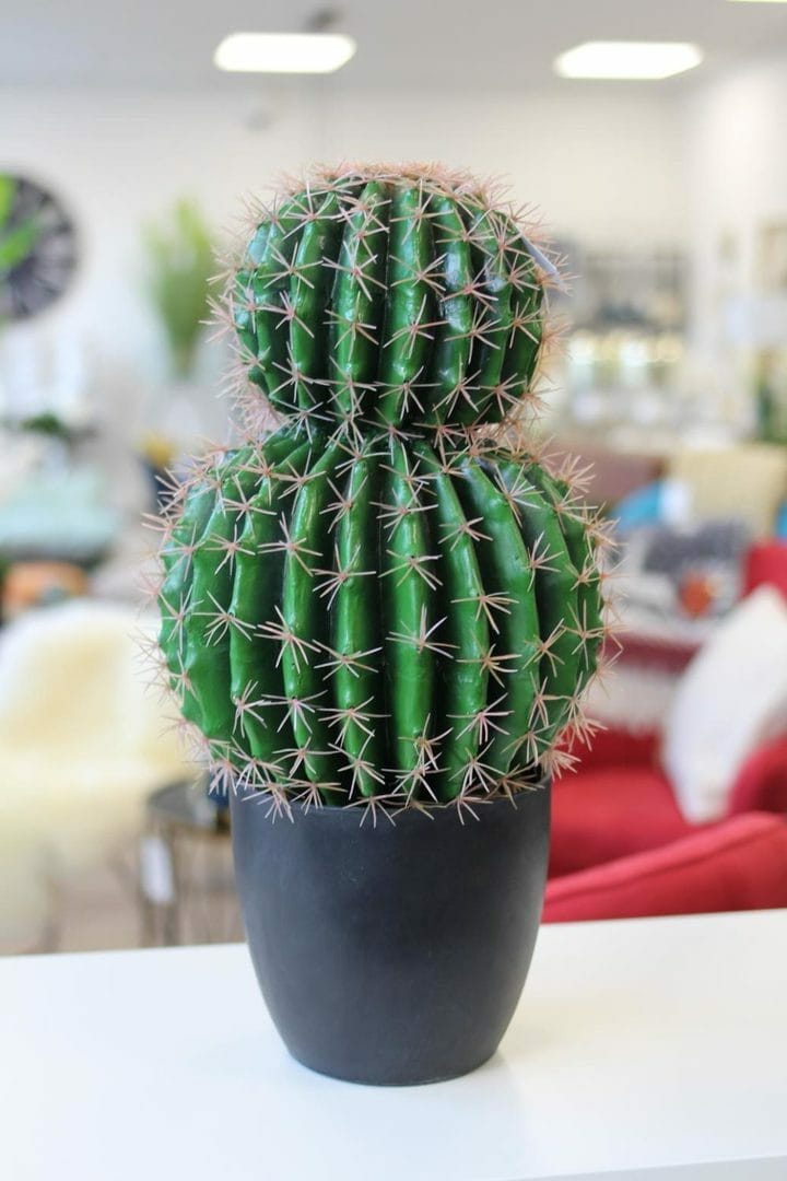 plante plume