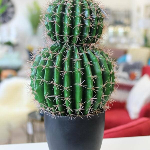 plante plume