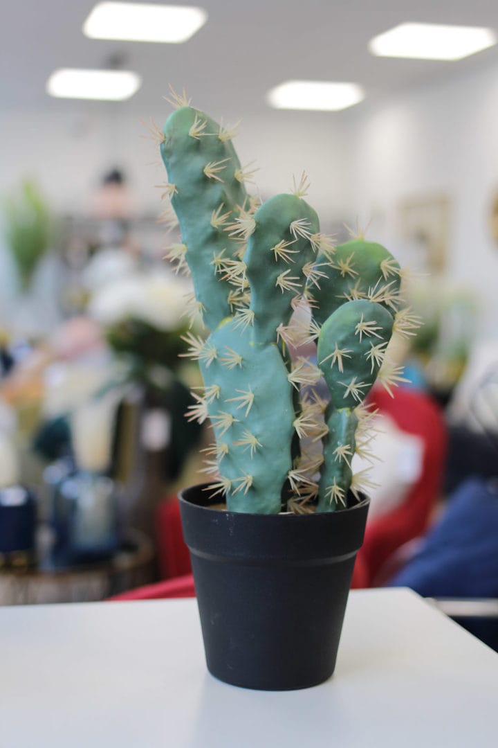 plante plume
