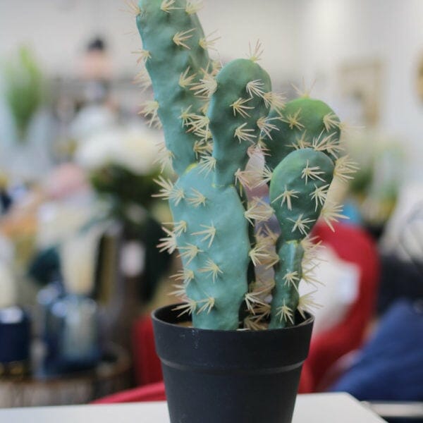plante plume