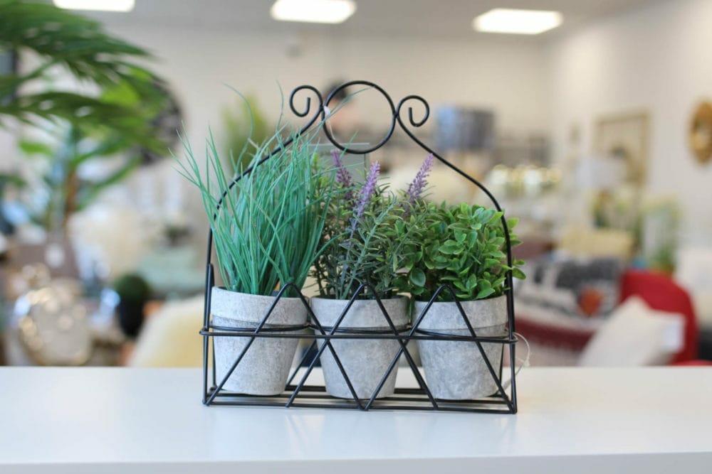 plante plume