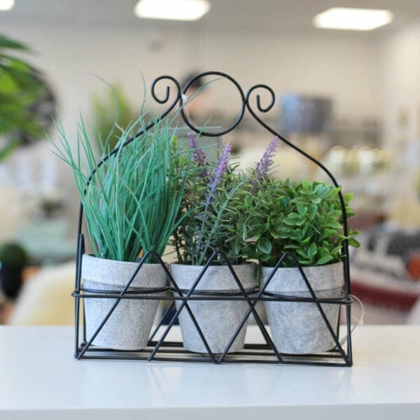 plante plume