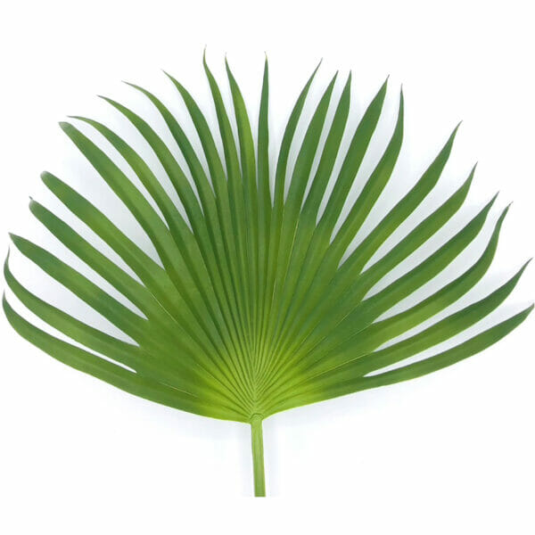 FEUILLE PALMIER PALM