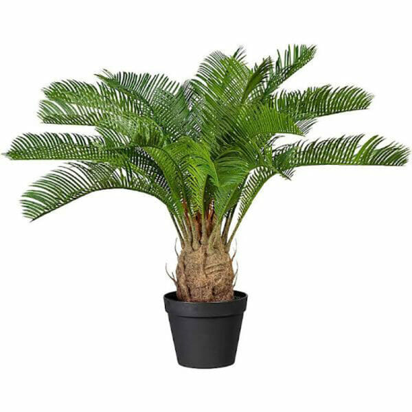PALMIER AVEC POT - H70cm