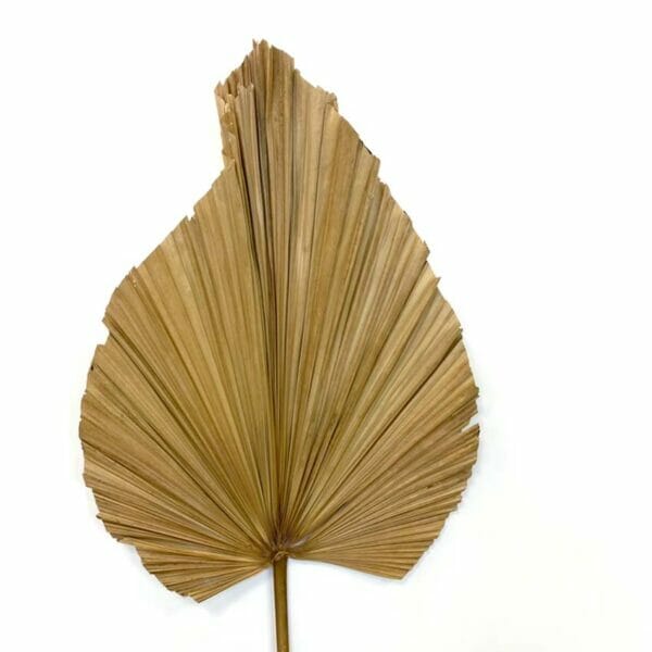 Grande feuille de palmier